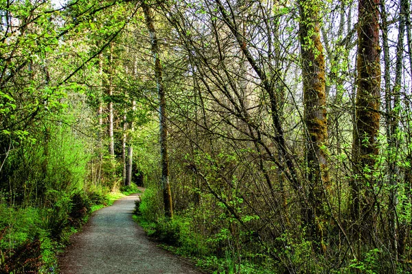 Primo Piano Sentiero Attraverso Foresta Una Giornata Sole — Foto Stock