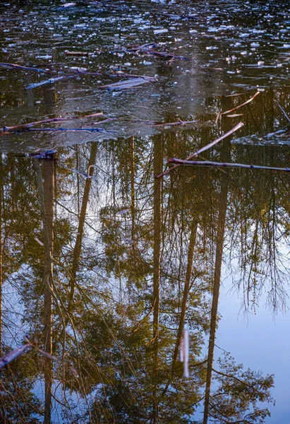 Reflexionen Des Waldes Mit Bäumen — Stockfoto