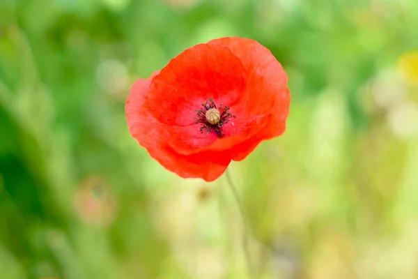 Flor Papoula Vermelha Campo — Fotografia de Stock