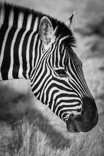 Zèbre Dans Noir Blanc — Photo