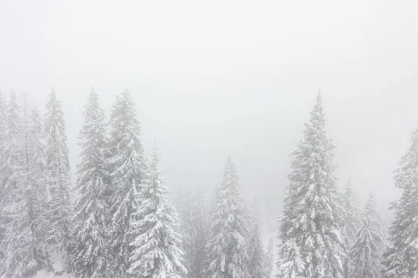 Paisaje Invernal Con Árboles Cubiertos Nieve — Foto de Stock