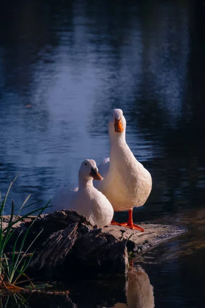 Gyönyörű Fehér Kacsa Tavon — Stock Fotó