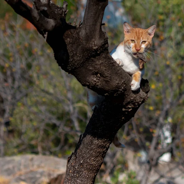 Egy Macska Erdőben — Stock Fotó