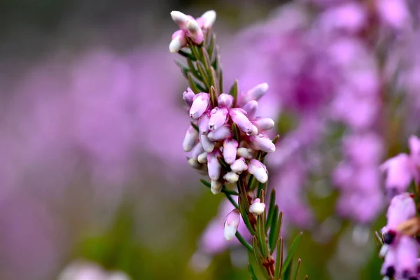 盛开的丁香花 — 图库照片