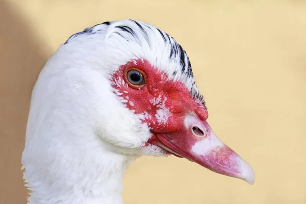 Closeup Shot Beautiful Goose White Plumage — Stockfoto