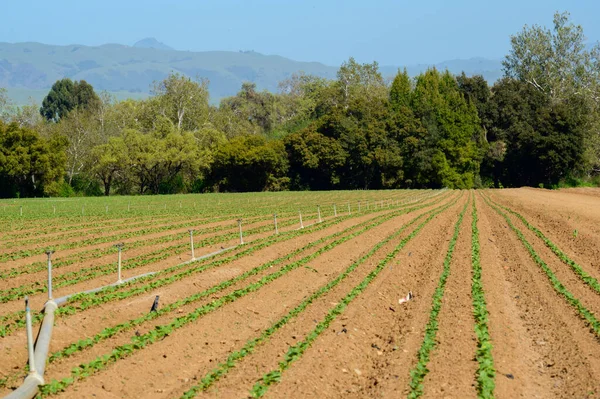 Campo Agrícola Con Plantas Verdes Cielo Azul — Foto de Stock