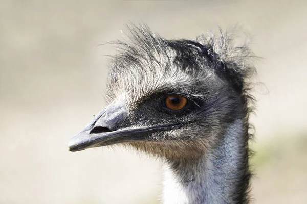 Closeup Shot Emu Australia — ストック写真