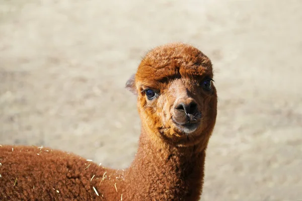 Closeup Shot Brown Alpaca Park — Fotografia de Stock