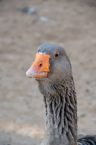 Closeup Shot Beautiful White Goose Farm — Stockfoto