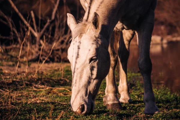 Nahaufnahme Eines Pferdes Auf Einem Feld — Stockfoto