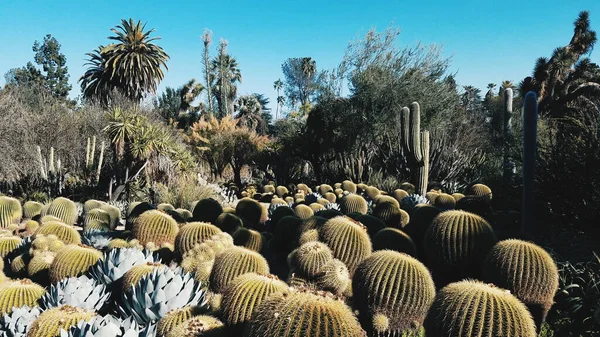 Hermoso Plano Botánico Fondo Pantalla Natural —  Fotos de Stock