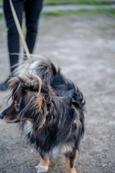 Cane Nel Parco — Foto Stock