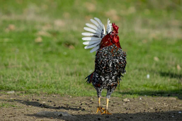 Hermoso Pavo Real Campo — Foto de Stock