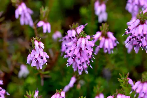 Purple Flowers Flora Foliage Background — Foto de Stock