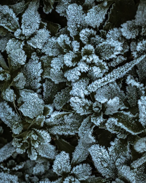 Mrożone Białe Kwiaty Śniegu — Zdjęcie stockowe
