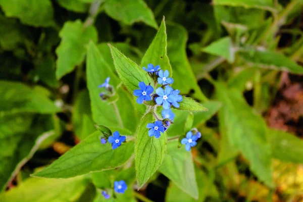 Top View Brunnera Flowers — Stock Fotó