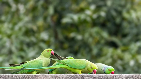 Rose Ringed Parrots Teniendo Comida Una Pared —  Fotos de Stock