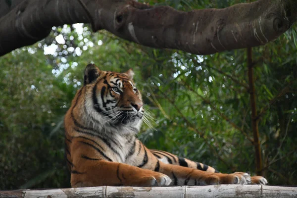 Sumatran Tiger Resting Zoo Green Trees — Fotografia de Stock