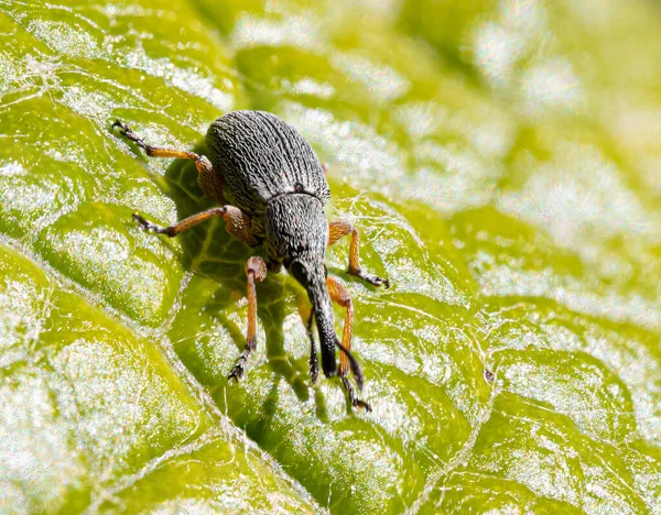 Close Bug Green Leaf — Stock Photo, Image