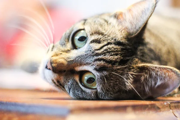 Portrait Cute Cat — Stock Photo, Image