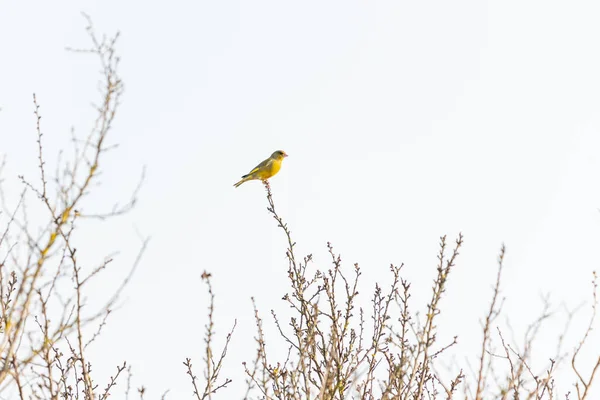 Bird Branch Forest — Stock Photo, Image