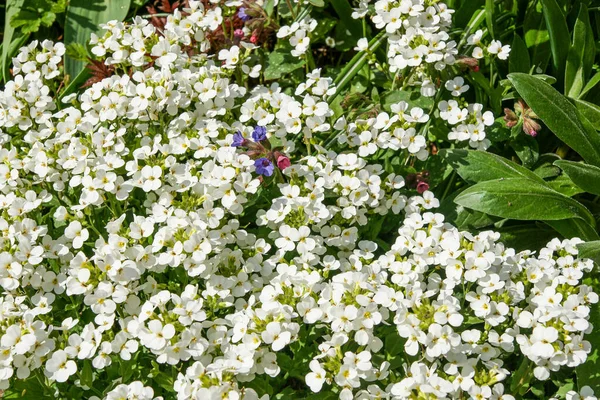Witte Bloemen Van Vallei Tuin — Stockfoto