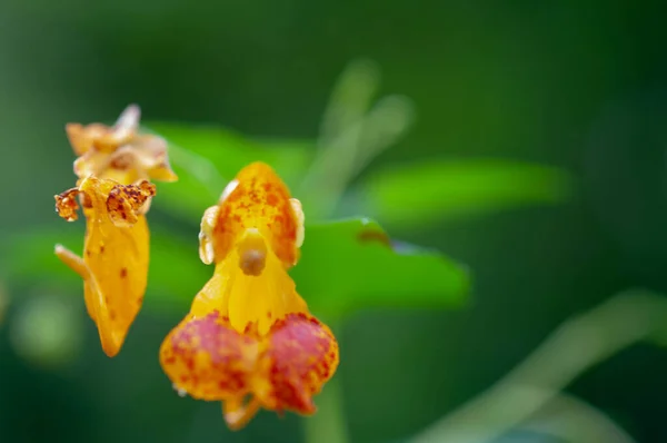 Bahçedeki Güzel Orkide Çiçeği — Stok fotoğraf