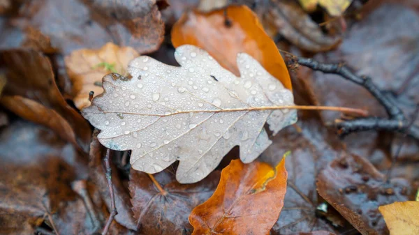 Autumn Leaves Fall Season — Stock Photo, Image