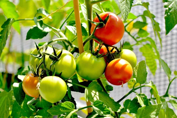 Tomates Rouges Sur Une Branche Dans Jardin — Photo