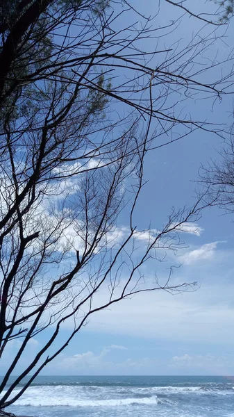 Beautiful View Thin Tree Branches Seaside Blue Cloudy Sky View — Φωτογραφία Αρχείου