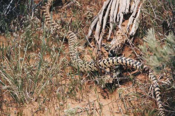 Primer Plano Una Serpiente Bosque — Foto de Stock