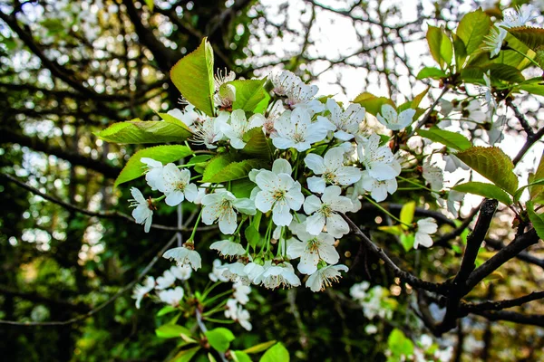 Gros Plan Fleur Cerisier Dans Jardin — Photo