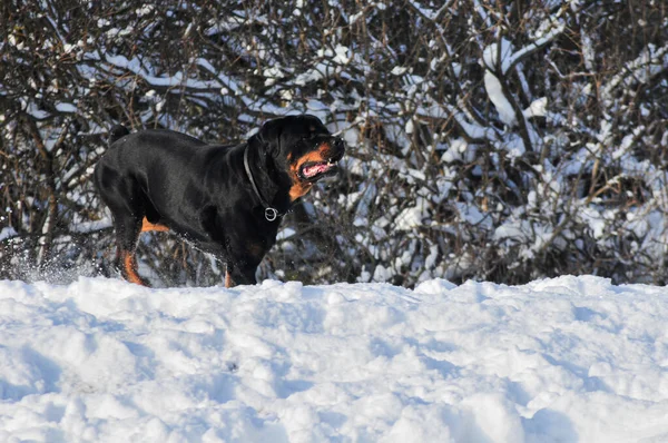 Чёрная Собака Снегу — стоковое фото