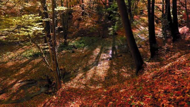 Herbstlaub Und Bäume Wald — Stockvideo