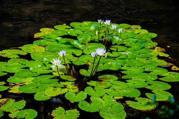 Bunga Bunga Indah Kolam — Stok Foto