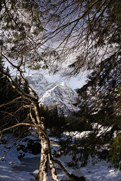 Vertical Shot Frosty Mountains Branches Lakeside Winter — Stok fotoğraf
