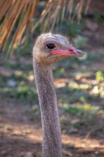 Ostrich Head Portrait Profile — Stock Photo, Image