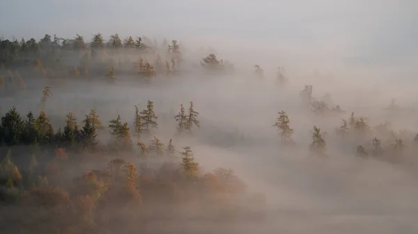 Brouillard Matinal Brumeux Dans Forêt — Photo