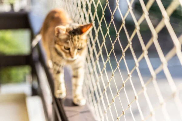 Chat Dans Rue — Photo