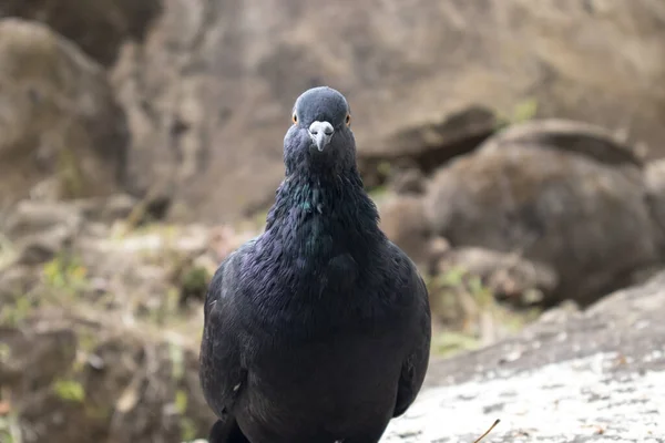 Pigeon Sitting Ground — Stock Photo, Image