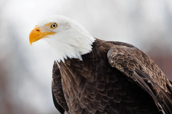 Primer Plano Águila Blanca — Foto de Stock