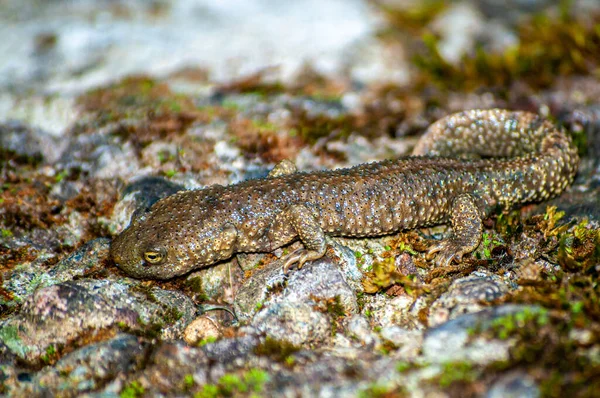 Tiro Perto Lagarto Água — Fotografia de Stock