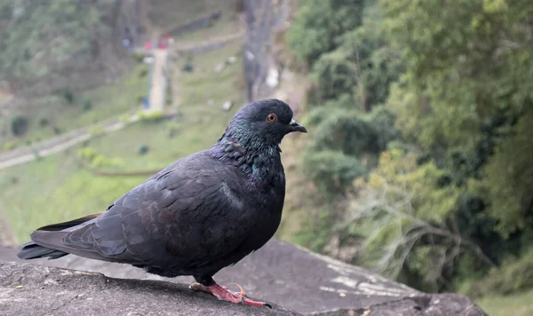 Pombo Sentado Chão — Fotografia de Stock