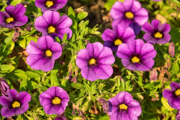 Beautiful Purple Flowers Garden — Stock Photo, Image