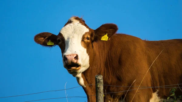 Primer Plano Una Vaca Mirando Través Cielo Azul —  Fotos de Stock