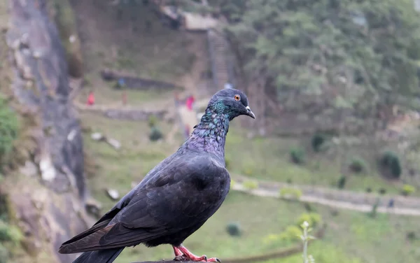 Pigeon Dans Parc — Photo