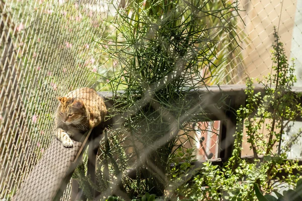 Chat Dans Jardin — Photo