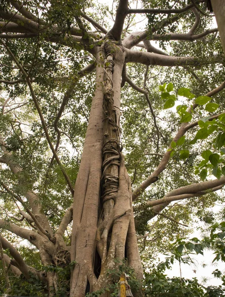 Radici Degli Alberi Nella Foresta — Foto Stock