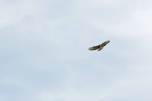 Der Schöne Weiße Adler Fliegt Gegen Den Himmelshintergrund — Stockfoto