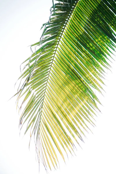 Foglie Palma Tropicali Cielo — Foto Stock